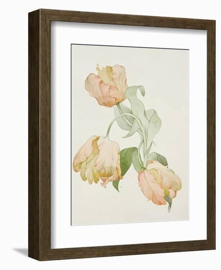 Parrot Tulips-Sarah Creswell-Framed Giclee Print