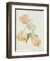 Parrot Tulips-Sarah Creswell-Framed Giclee Print