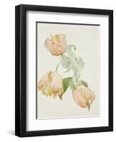 Parrot Tulips-Sarah Creswell-Framed Giclee Print