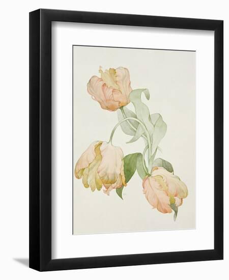 Parrot Tulips-Sarah Creswell-Framed Giclee Print