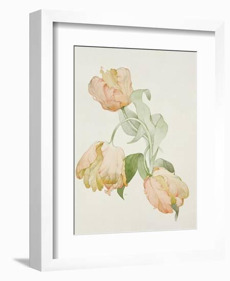 Parrot Tulips-Sarah Creswell-Framed Giclee Print