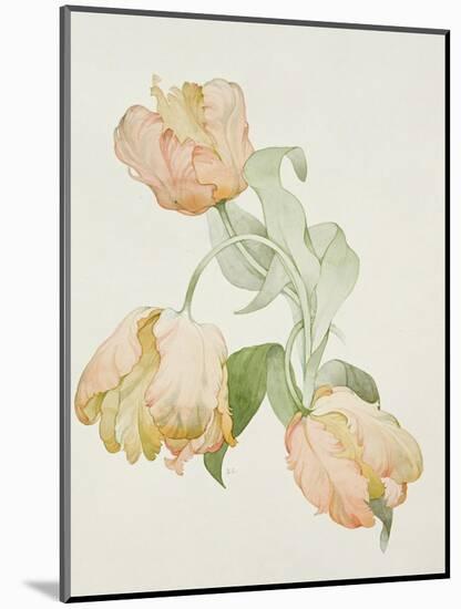 Parrot Tulips-Sarah Creswell-Mounted Giclee Print