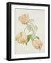 Parrot Tulips-Sarah Creswell-Framed Giclee Print