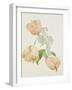 Parrot Tulips-Sarah Creswell-Framed Giclee Print