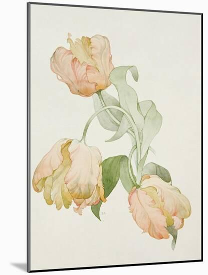 Parrot Tulips-Sarah Creswell-Mounted Giclee Print