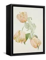 Parrot Tulips-Sarah Creswell-Framed Stretched Canvas