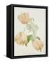 Parrot Tulips-Sarah Creswell-Framed Stretched Canvas