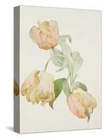 Parrot Tulips-Sarah Creswell-Stretched Canvas