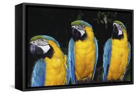 Parrot-null-Framed Stretched Canvas