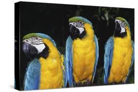 Parrot-null-Stretched Canvas