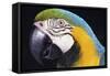 Parrot-null-Framed Stretched Canvas