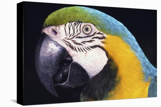 Parrot-null-Stretched Canvas