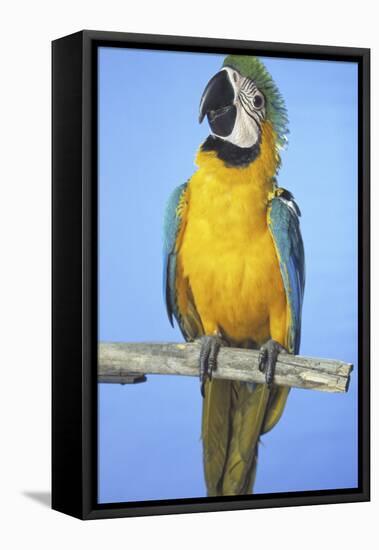 Parrot-null-Framed Stretched Canvas