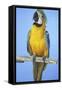 Parrot-null-Framed Stretched Canvas