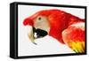 Parrot-null-Framed Stretched Canvas