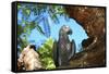 Parrot-benshots-Framed Stretched Canvas
