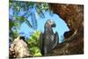 Parrot-benshots-Mounted Photographic Print