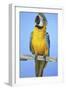 Parrot-null-Framed Photographic Print