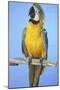 Parrot-null-Mounted Photographic Print