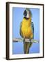 Parrot-null-Framed Photographic Print