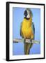 Parrot-null-Framed Photographic Print