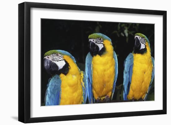 Parrot-null-Framed Photographic Print