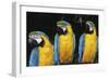 Parrot-null-Framed Photographic Print