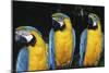 Parrot-null-Mounted Photographic Print
