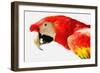 Parrot-null-Framed Photographic Print