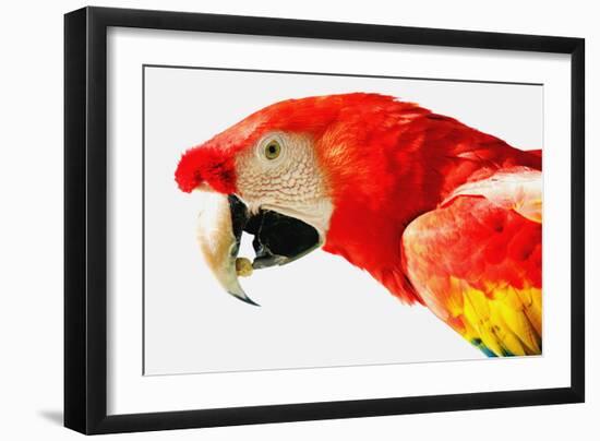 Parrot-null-Framed Photographic Print