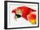 Parrot-null-Framed Photographic Print