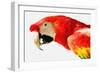 Parrot-null-Framed Photographic Print