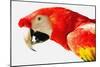 Parrot-null-Mounted Photographic Print