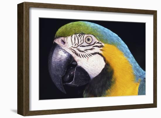 Parrot-null-Framed Photographic Print