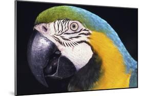 Parrot-null-Mounted Photographic Print