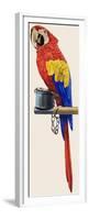 Parrot-English School-Framed Premium Giclee Print