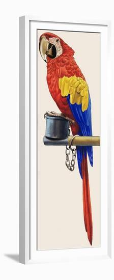 Parrot-English School-Framed Premium Giclee Print