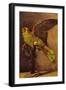 Parrot-Vincent van Gogh-Framed Art Print