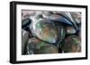 Parrotfish (Scaridae) an Important Herbivore in the Coral Reef Ecosystem-James Morgan-Framed Photographic Print