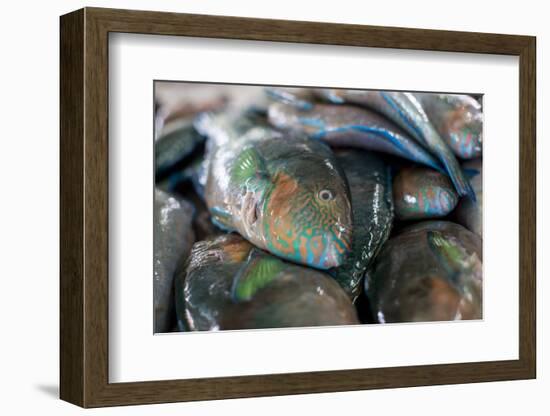 Parrotfish (Scaridae) an Important Herbivore in the Coral Reef Ecosystem-James Morgan-Framed Photographic Print