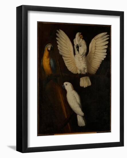 Parrots, c.1670-Dutch School-Framed Giclee Print