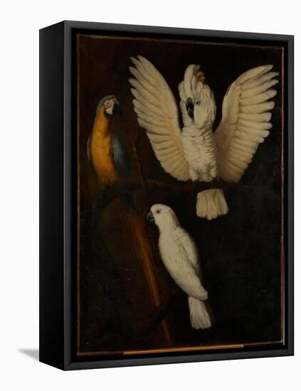 Parrots, c.1670-Dutch School-Framed Stretched Canvas