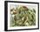 Parrots, Cockatoos, and Other Jungle Birds-null-Framed Giclee Print