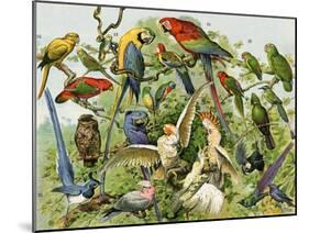 Parrots, Cockatoos, and Other Jungle Birds-null-Mounted Giclee Print