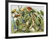 Parrots, Cockatoos, and Other Jungle Birds-null-Framed Giclee Print