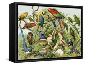 Parrots, Cockatoos, and Other Jungle Birds-null-Framed Stretched Canvas