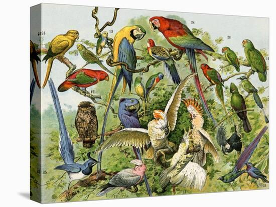 Parrots, Cockatoos, and Other Jungle Birds-null-Stretched Canvas