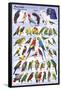 Parrots Educational Bird Chart Art Poster-null-Framed Poster