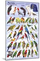 Parrots Educational Bird Chart Art Poster-null-Mounted Poster