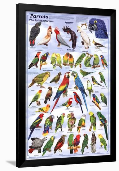 Parrots Educational Bird Chart Art Poster-null-Framed Poster